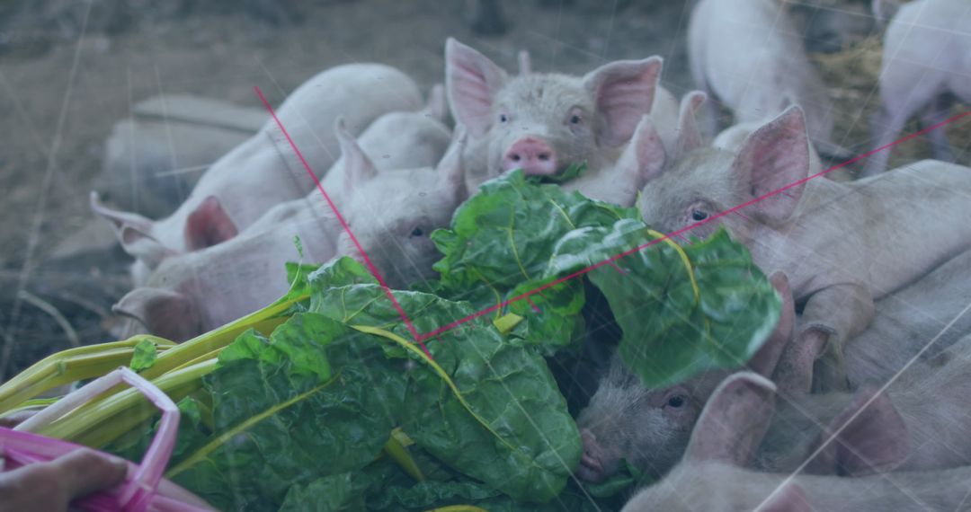Bundle of Piglets Eating Green Leaves on Farm