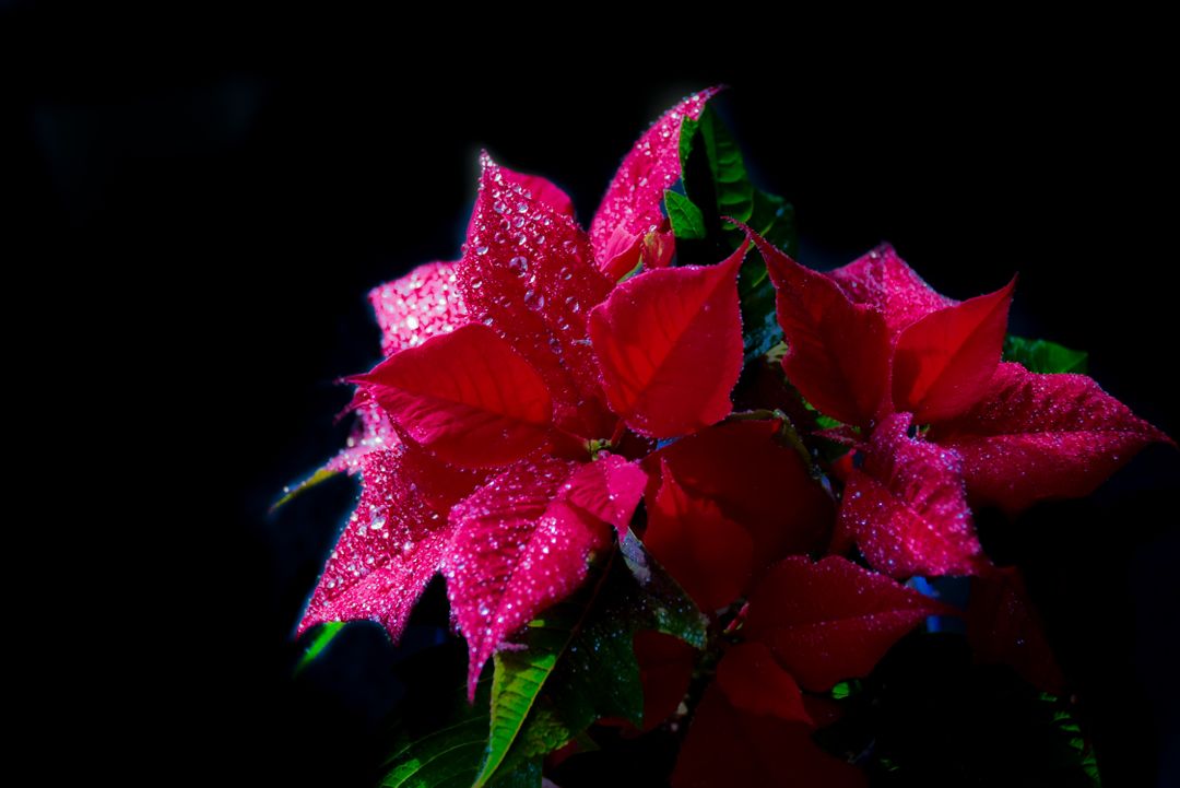 Vibrant Red Poinsettia With Water Droplets Against Dark Background - Free Images, Stock Photos and Pictures on Pikwizard.com