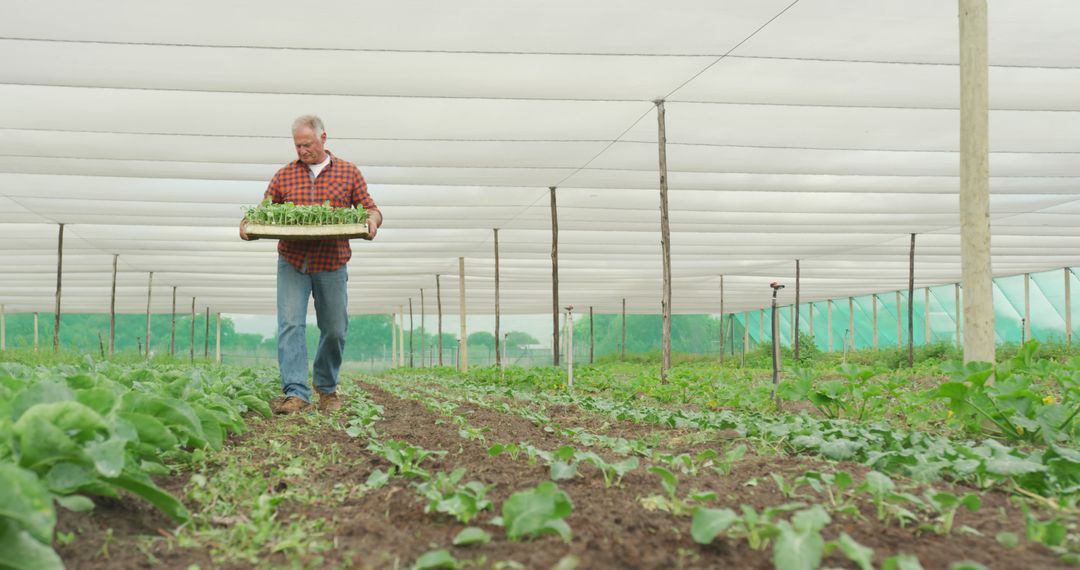 Farmer Carrying Seedlings in Greenhouse - Free Images, Stock Photos and Pictures on Pikwizard.com