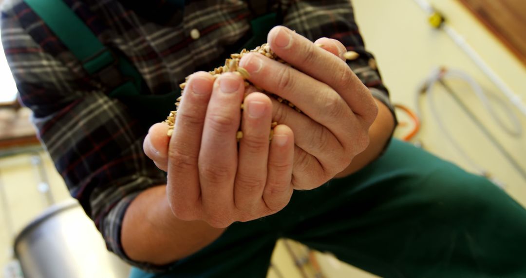 Close-Up of Farmer Inspecting Wheat Grains in Hands at Farm - Free Images, Stock Photos and Pictures on Pikwizard.com