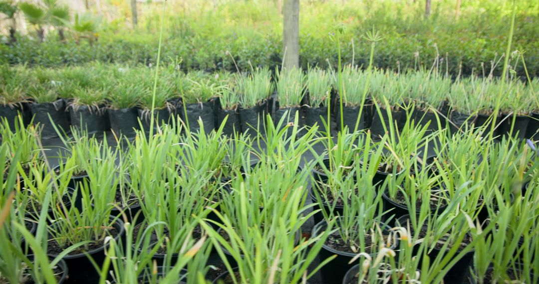 Grass Seedlings Growing in Nursery Pots for Sustainable Landscaping