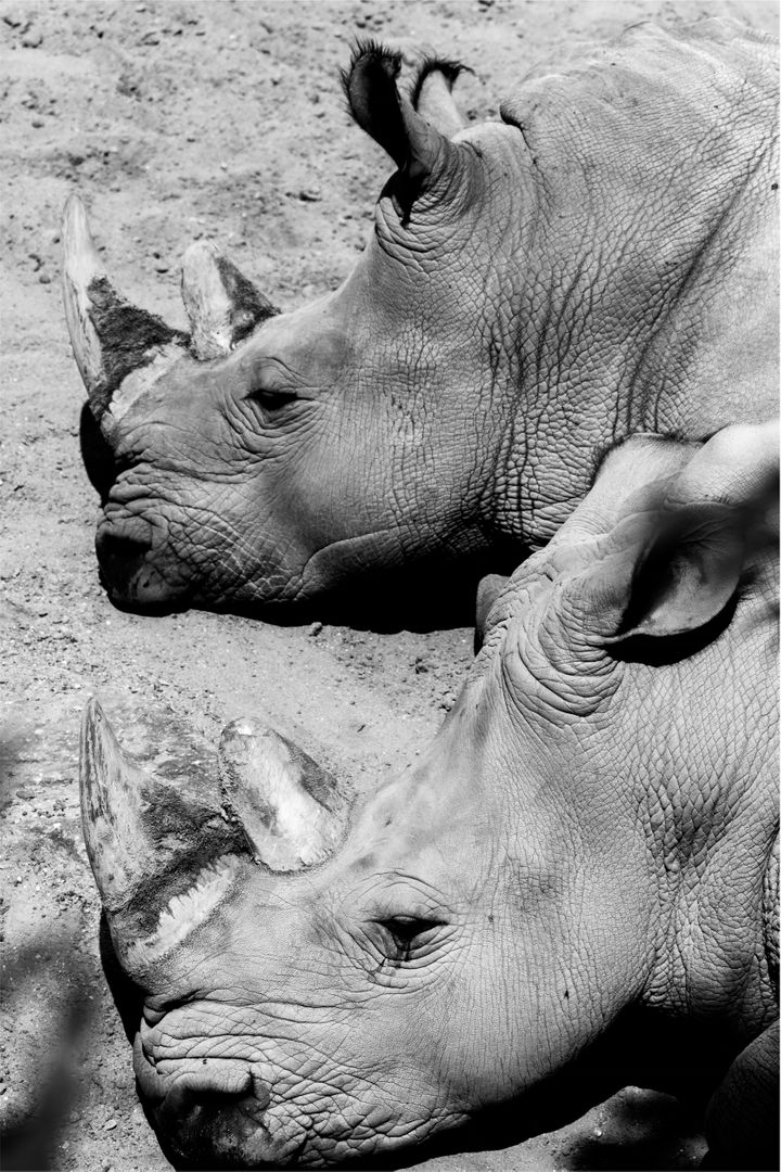 Hippopotamuses - Free Images, Stock Photos and Pictures on Pikwizard.com