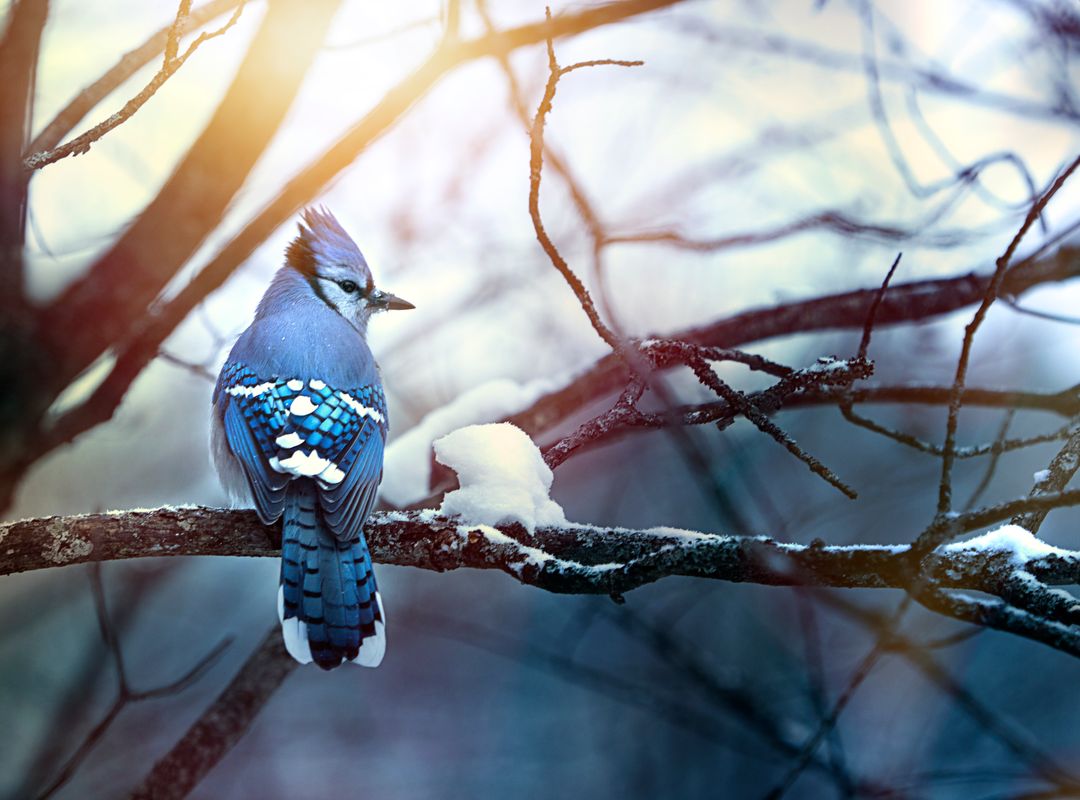 Serene Blue Jay Perching on Snow-Draped Branch