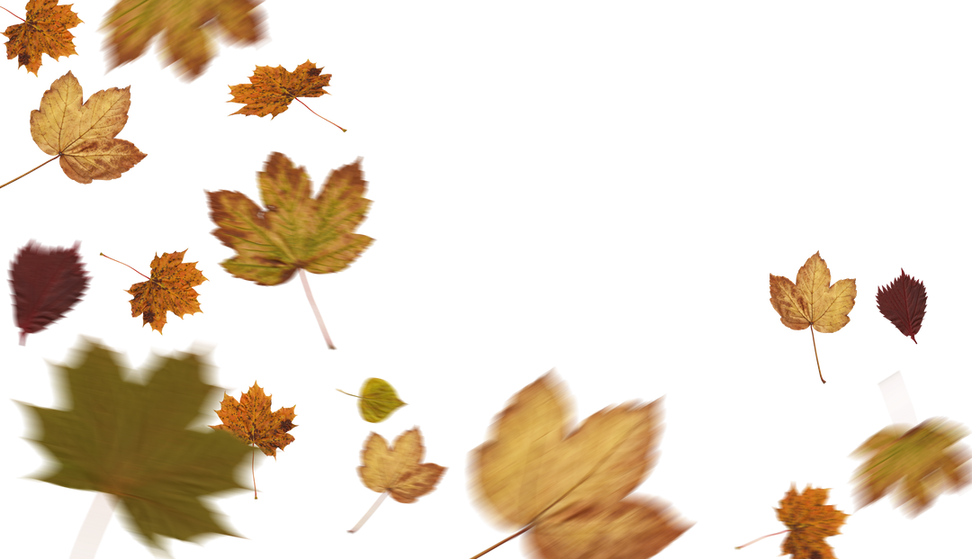 Transparent Autumn Leaves Illustration on Isolated Background - Download Free Stock Images Pikwizard.com