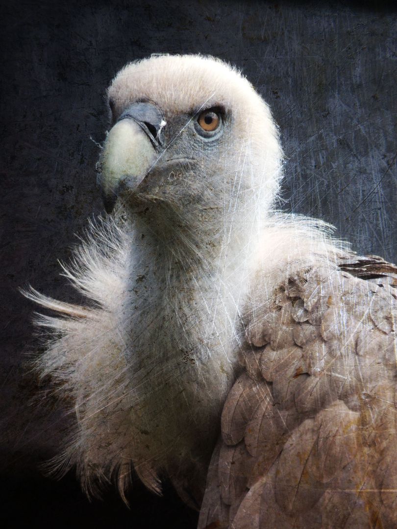 Beak bird bird of prey feathers - Free Images, Stock Photos and Pictures on Pikwizard.com