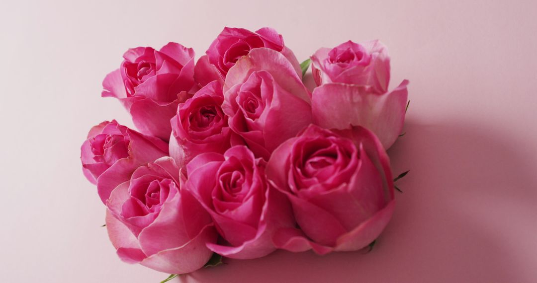 Vibrant Pink Roses Bouquet on Pastel Background