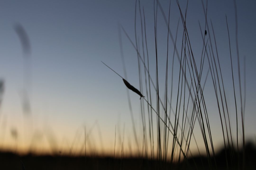 Serene Grass Blades at Dusk - Free Images, Stock Photos and Pictures on Pikwizard.com
