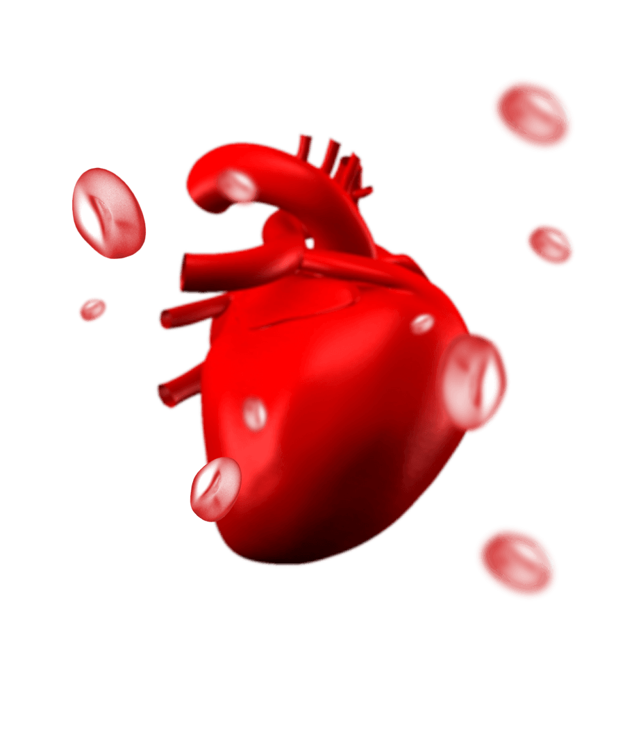 Transparent Digital Heart and Blood Cells Illustration