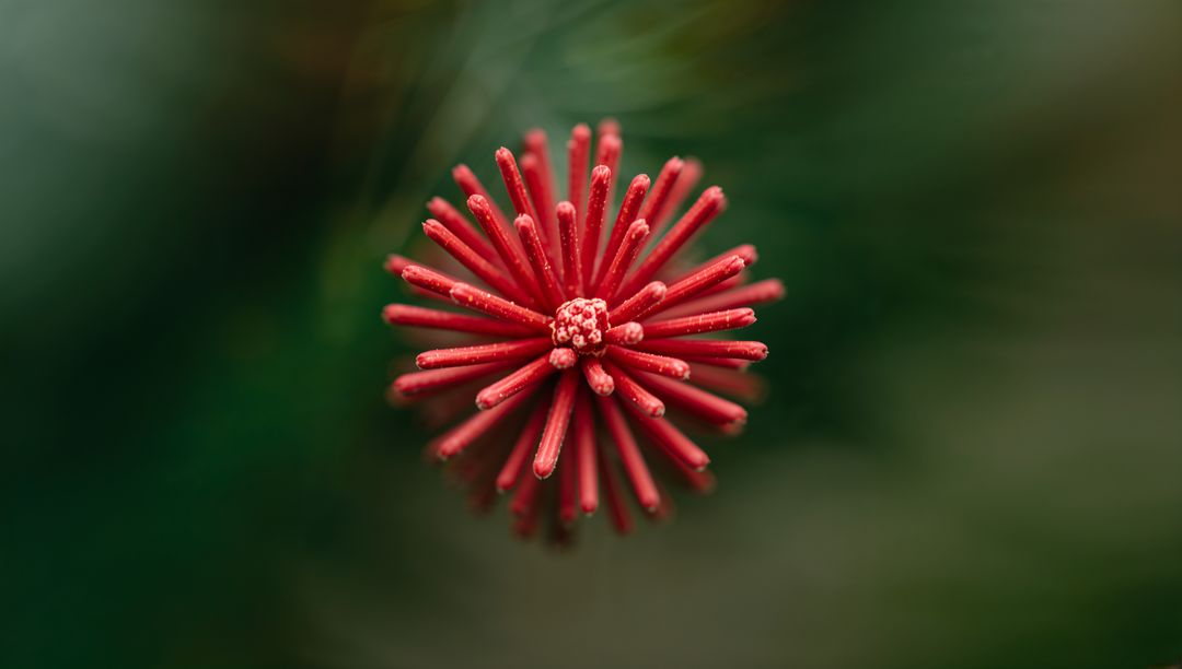 Radiating red flower bud with tubular spikes and dew drops macro radial symmetry