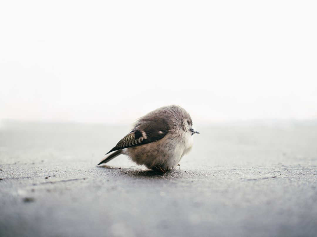 Lonely Fluffy Bird Standing on Ground in Minimalist Setting - Free Images, Stock Photos and Pictures on Pikwizard.com