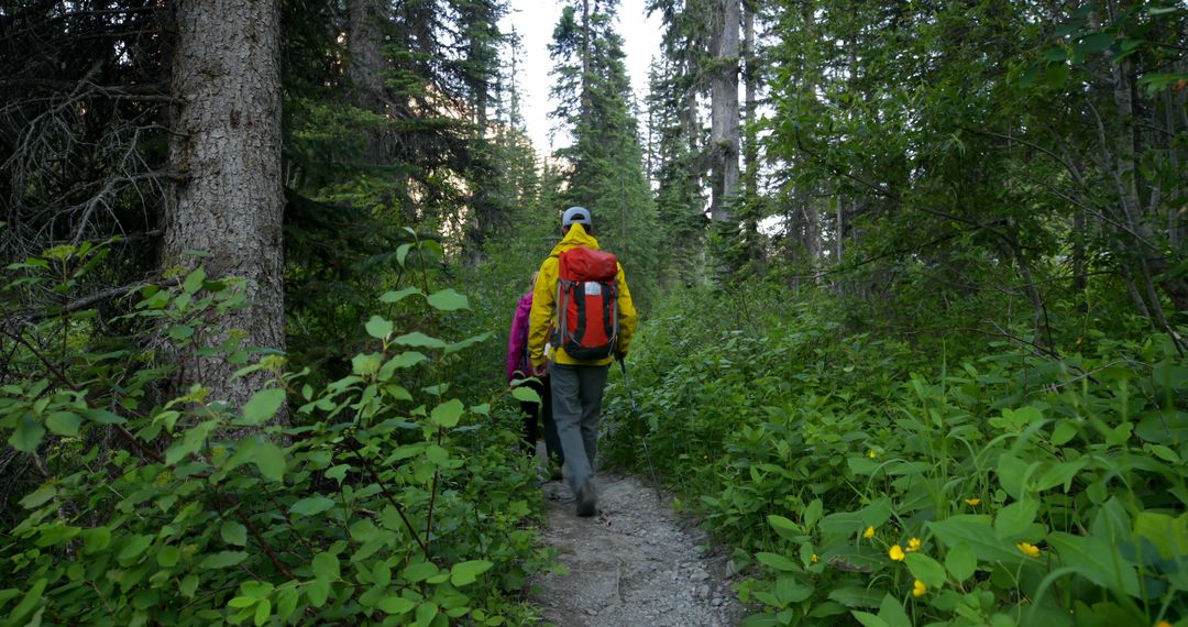 Hikers Walking Through Forest on Scenic Trail - Free Images, Stock Photos and Pictures on Pikwizard.com