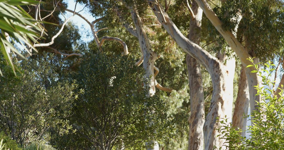 Eucalyptus Trees in Lush Forest with Sunlight