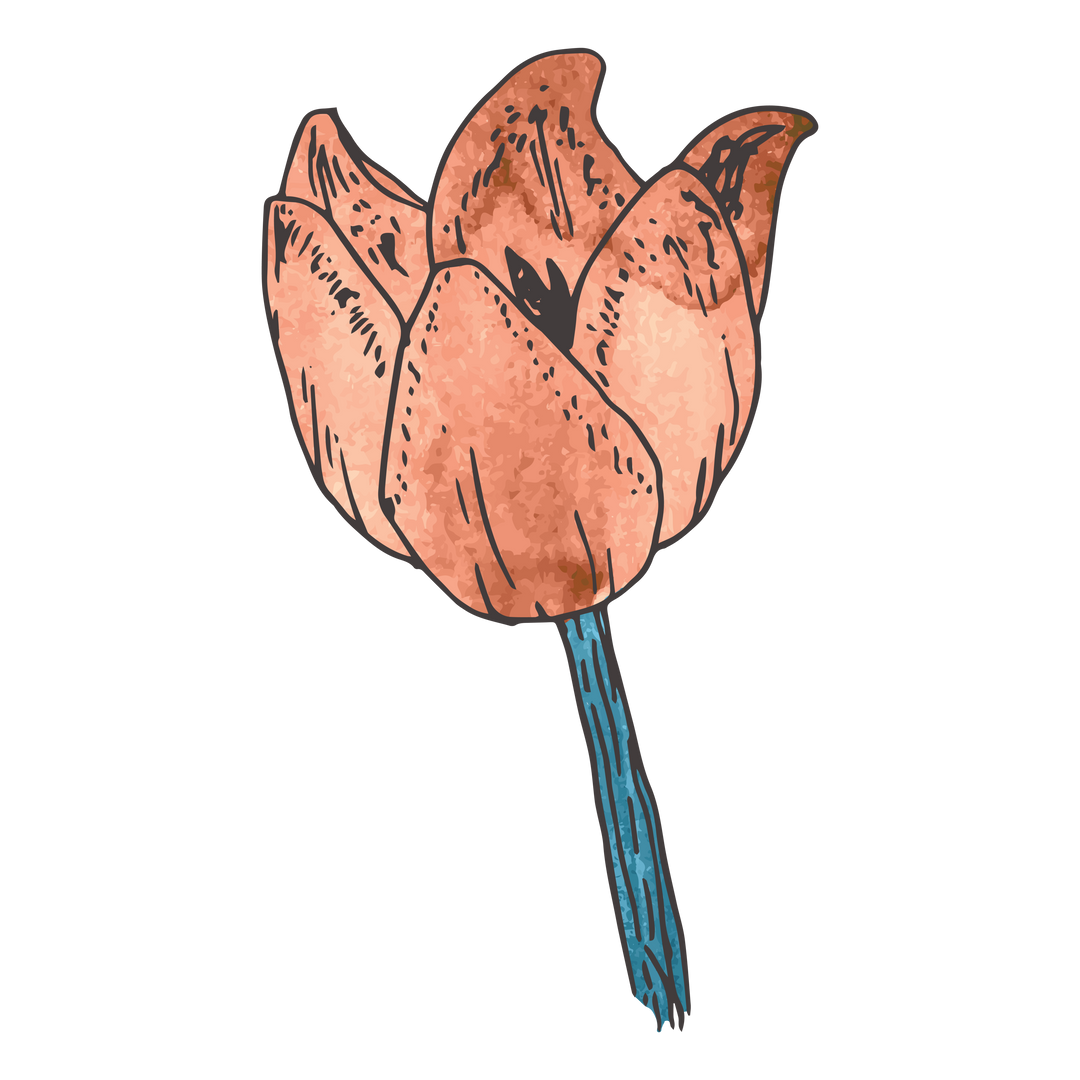 Watercolor Red Tulip Illustration on Transparent Background - Download Free Stock Images Pikwizard.com