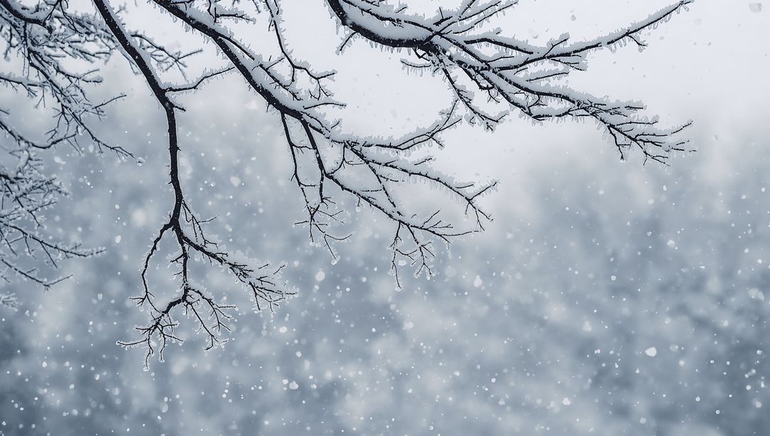 Snow-covered Branches Reaching Over Falling Snow with Frosty Winter Bokeh