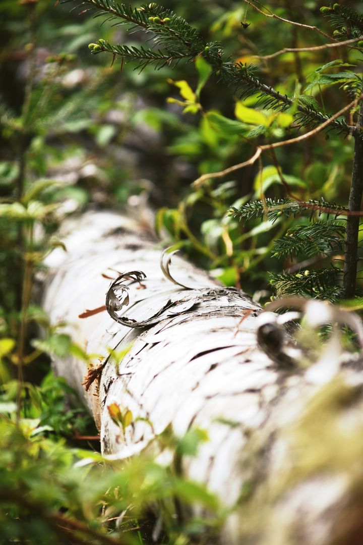 Fallen Birch Tree in Dense Forest with Green Foliage - Free Images, Stock Photos and Pictures on Pikwizard.com