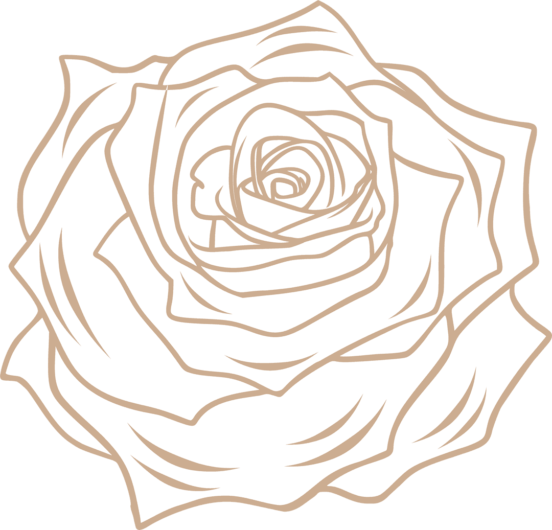 Elegant Rose Illustration with Transparent Tan Outlines