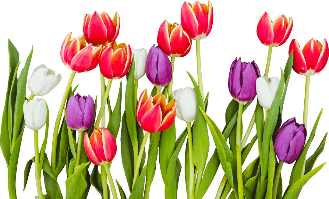 Colorful Tulip Flowers Isolated on Transparent Background