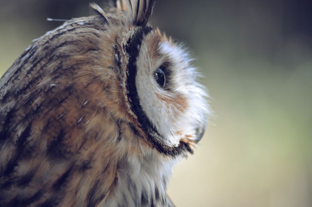 Close-Up Profile of Fluffy Owl in Natural Light