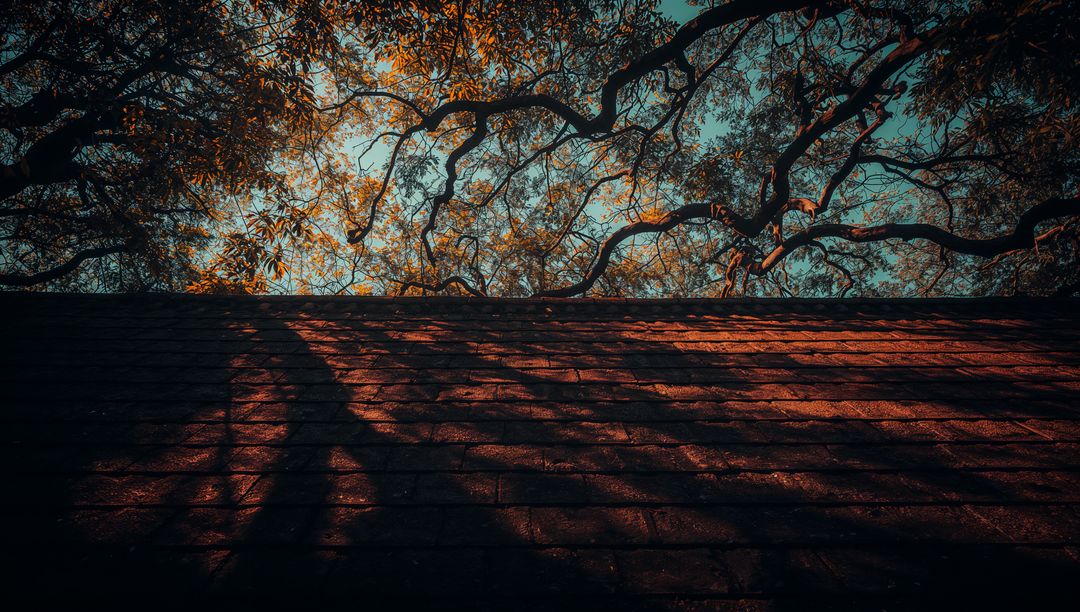 Shadows of Branches on Rooftop with Autumn Foliage