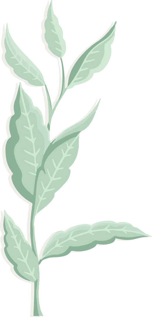 Stylized Branch Illustration with Transparent Background