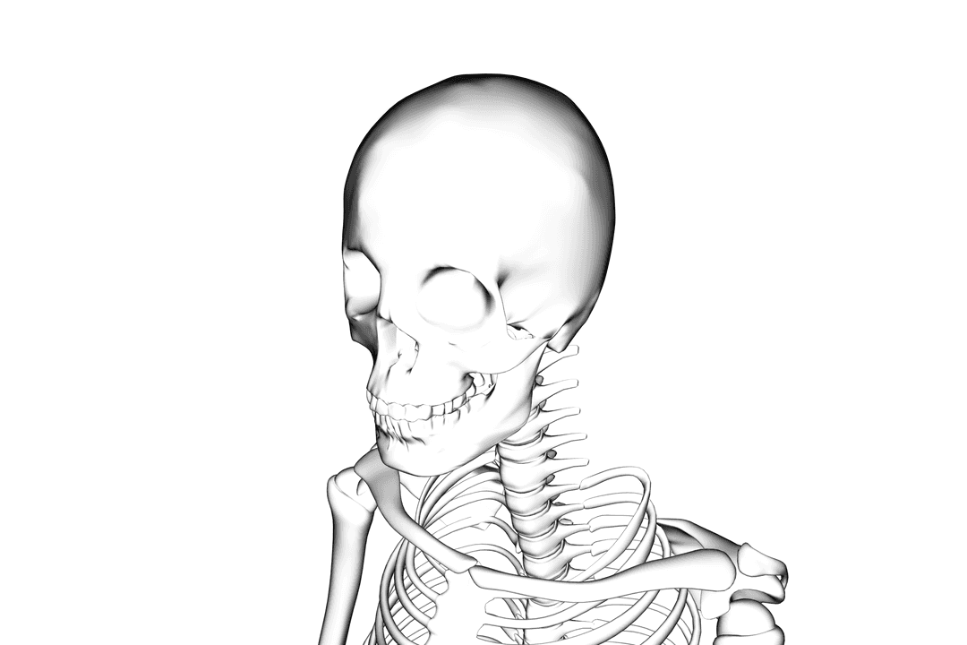 Transparent Skeleton Illustration with Removable Bones