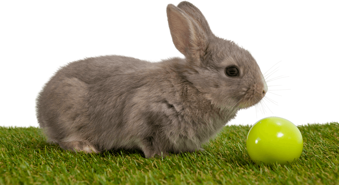 Cute Bunny Beside Bright Easter Egg on Transparent Background