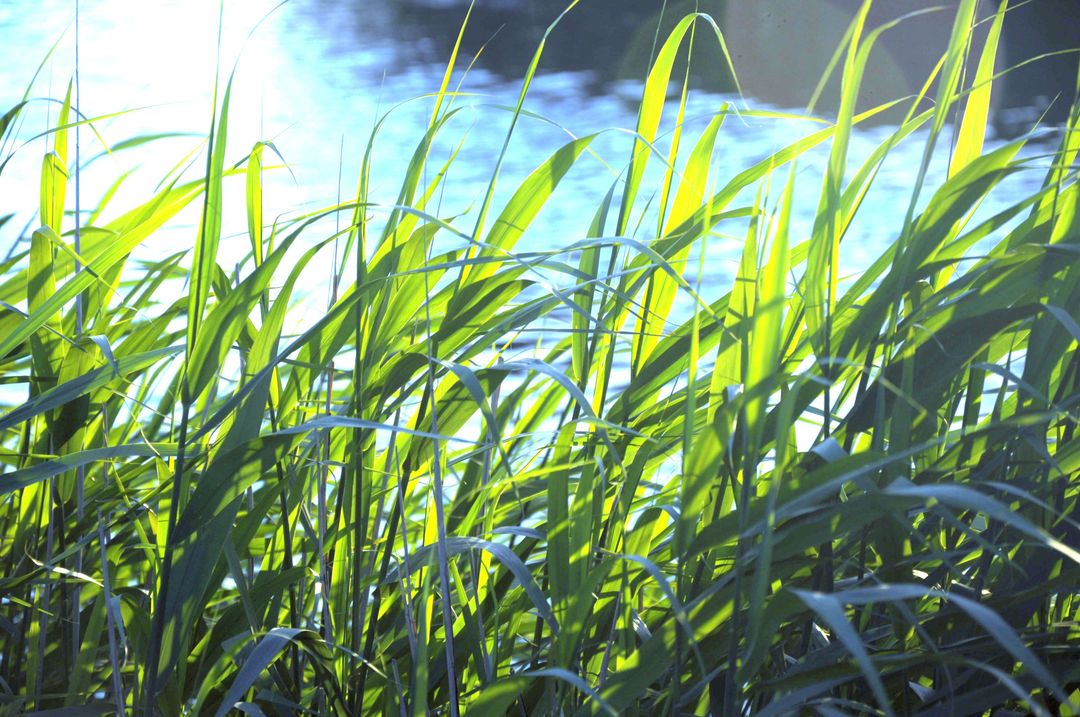 Close-Up of Tall Green Grass Blades by Water - Free Images, Stock Photos and Pictures on Pikwizard.com
