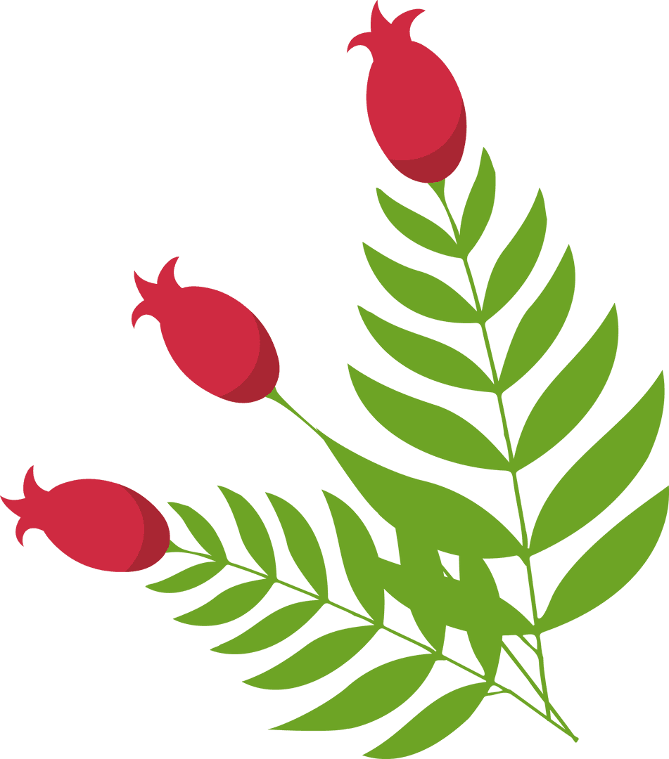 Botanical Branch with Red Buds on Transparent Background
