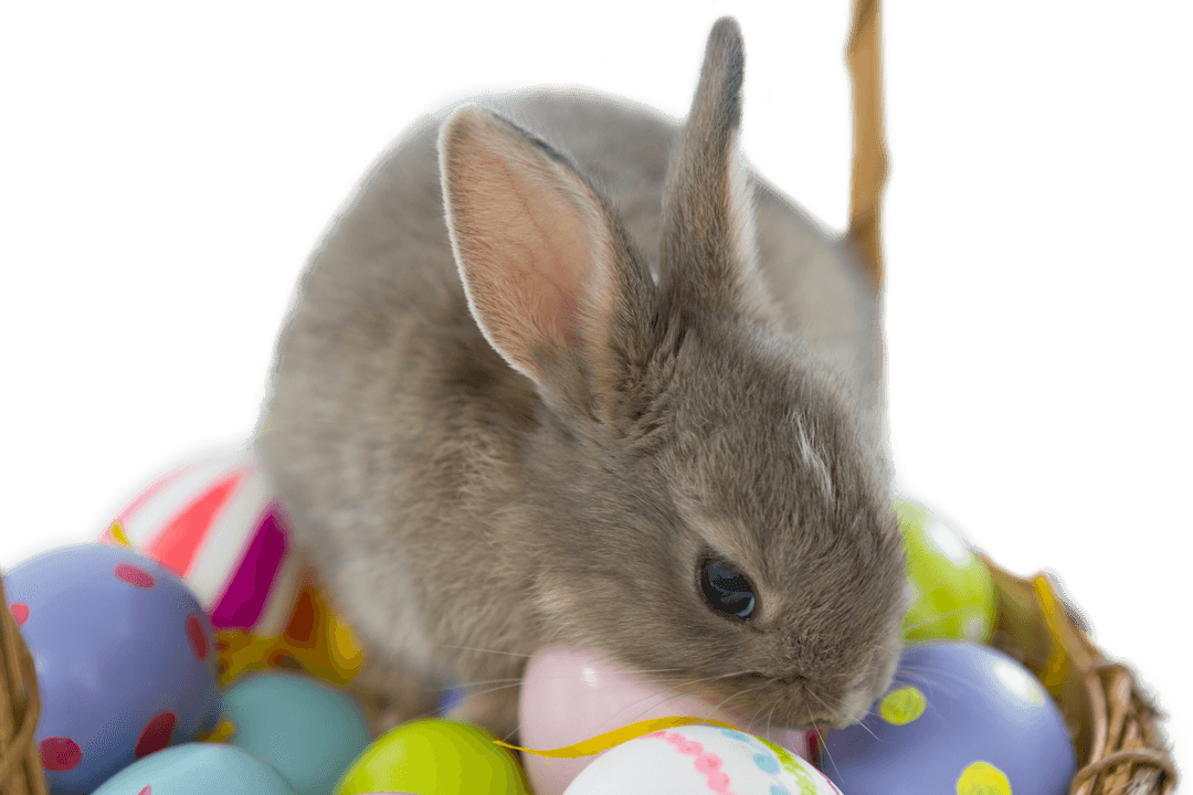 Adorable Bunny Nestled with Colorful Easter Eggs on Transparent Background