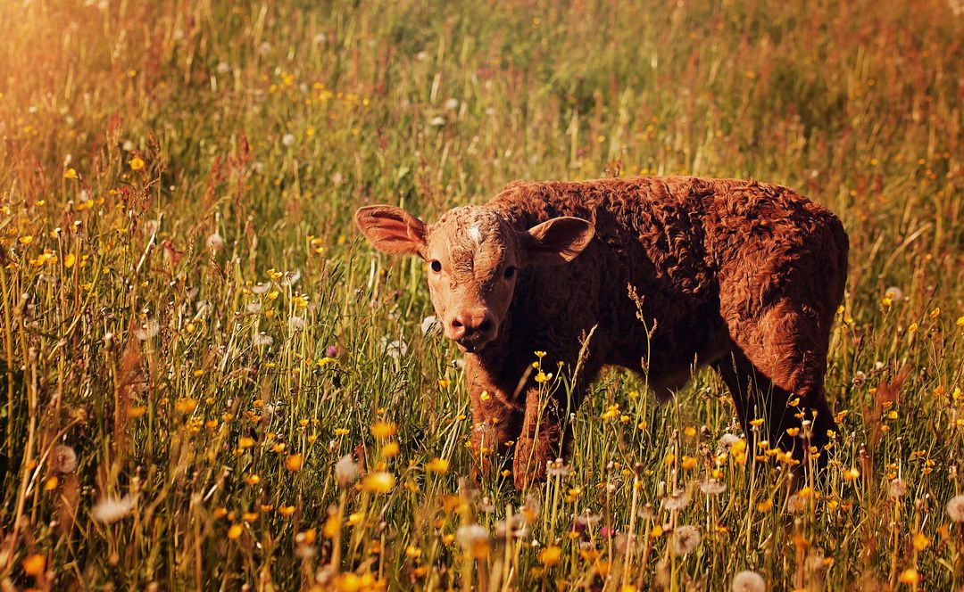 Young Brown Calf Grazing in a Summer Wildflower Meadow - Free Images, Stock Photos and Pictures on Pikwizard.com