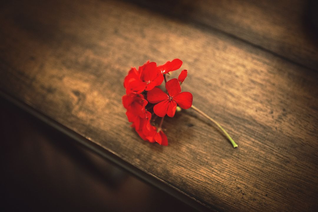 Single Red Flower on Wooden Table Macro Photography - Free Images, Stock Photos and Pictures on Pikwizard.com