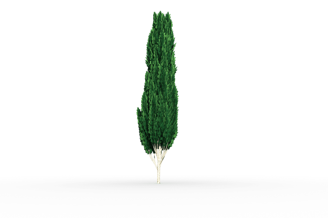 Tall Evergreen Cypress Tree on Transparent Background