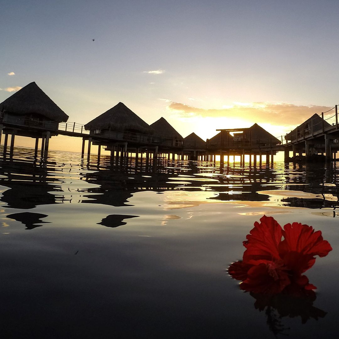 Sunset Overwater Bungalows with Reflection and Red Flower in Foreground - Free Images, Stock Photos and Pictures on Pikwizard.com