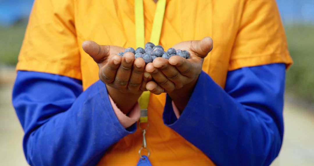 Farm Worker Holding Freshly Picked Blueberries - Free Images, Stock Photos and Pictures on Pikwizard.com