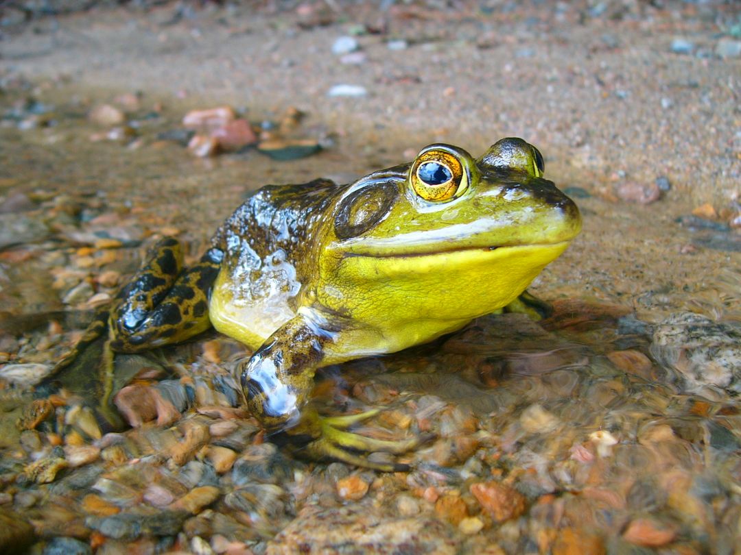Close-Up of a Green Frog in Shallow Water - Free Images, Stock Photos and Pictures on Pikwizard.com