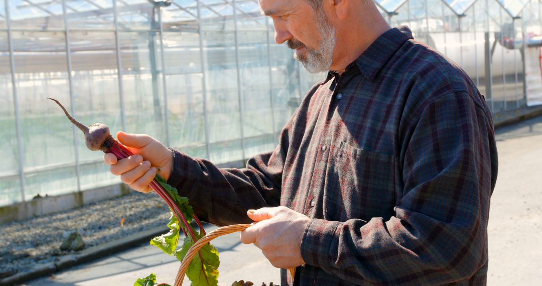 Male Farmer Harvesting Beetroots in Greenhouse - Free Images, Stock Photos and Pictures on Pikwizard.com