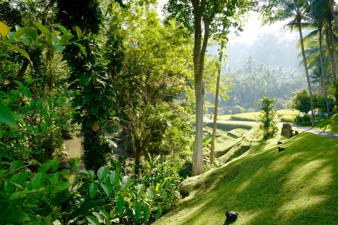 Lush Green Tropical Forest with Sunlit Pathway - Free Images, Stock Photos and Pictures on Pikwizard.com
