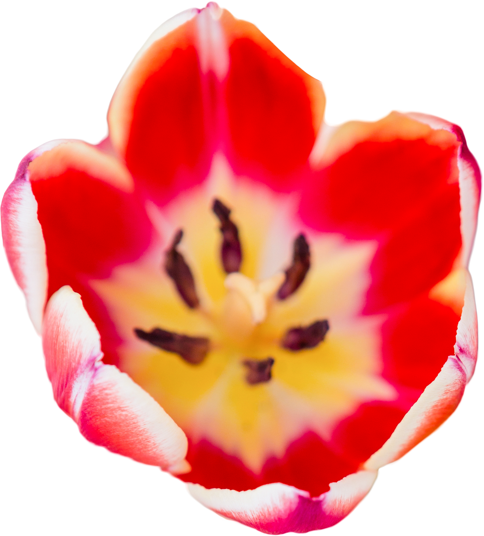 Transparent Background Close-Up of Bright Red Tulip Blossom Top View - Download Free Stock Images Pikwizard.com