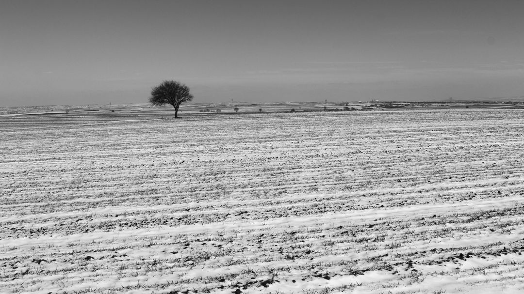 Solitary Tree in Snow-Covered Field - Free Images, Stock Photos and Pictures on Pikwizard.com