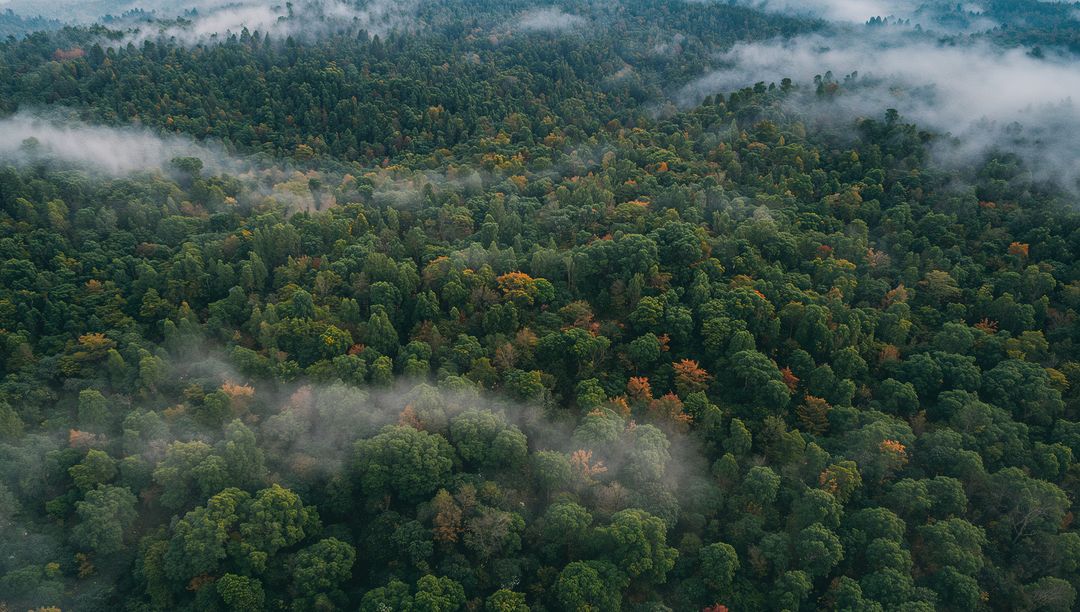 Misty autumn canopy sweeping across rolling forest ridges — aerial view of treetops