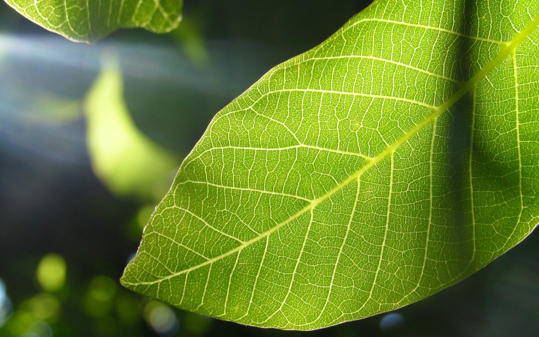 Close-up of Sunlit Green Leaf with Intricate Vein Pattern - Free Images, Stock Photos and Pictures on Pikwizard.com