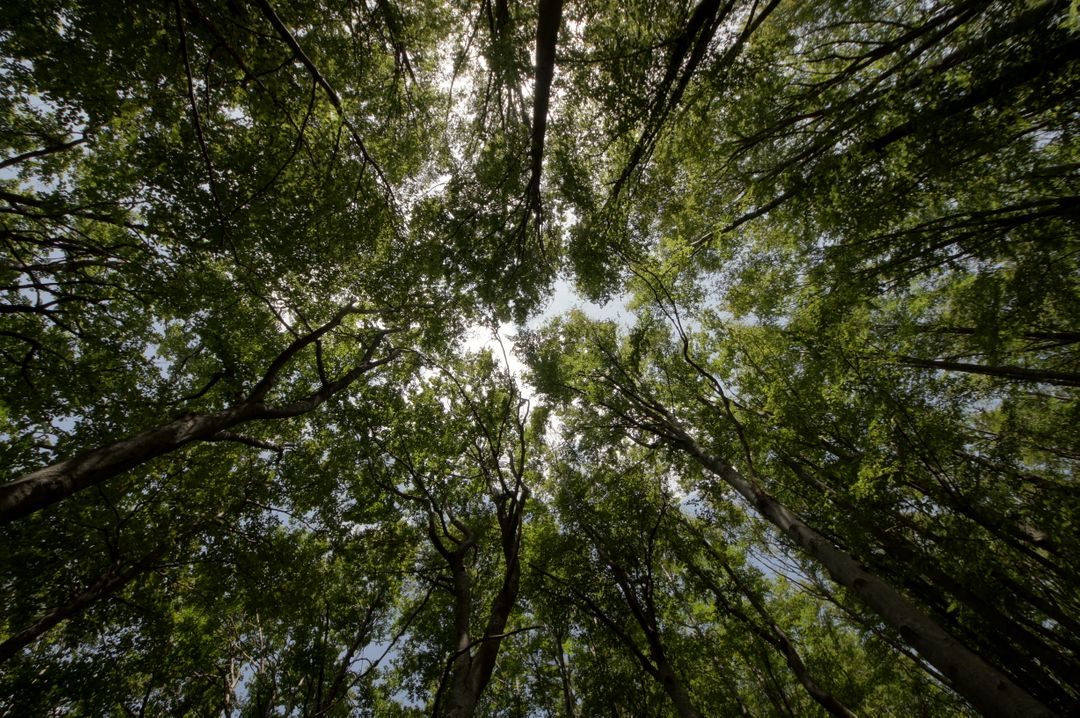 Majestic Forest Trees Canopy Against Clear Sky - Free Images, Stock Photos and Pictures on Pikwizard.com