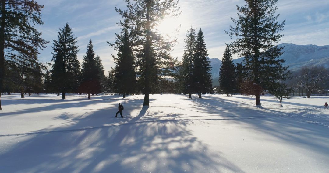 Winter Wonderland with Sun Casting Long Shadows Through Evergreen Trees - Free Images, Stock Photos and Pictures on Pikwizard.com