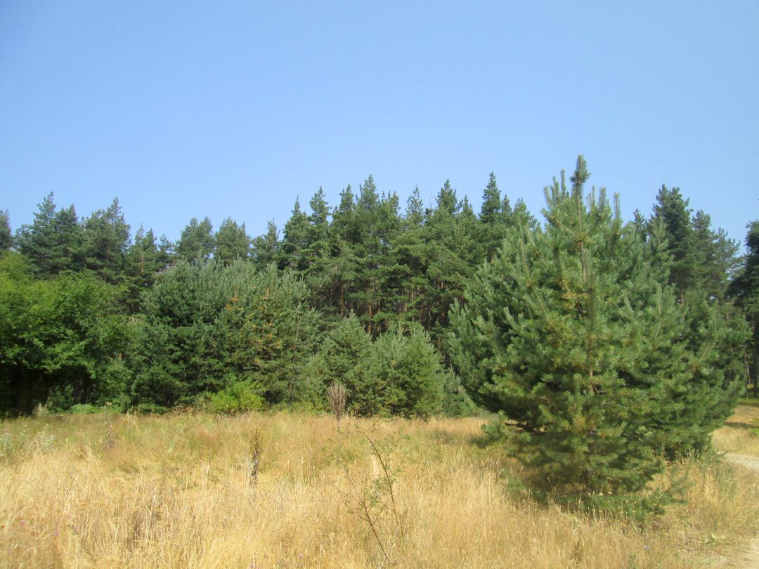Dense Evergreen Forest Under Clear Blue Sky - Free Images, Stock Photos and Pictures on Pikwizard.com