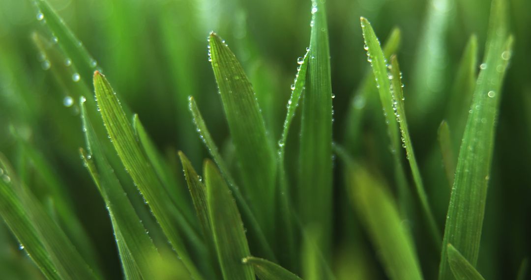 Close-up of Dew Drops on Fresh Green Grass Blades - Free Images, Stock Photos and Pictures on Pikwizard.com