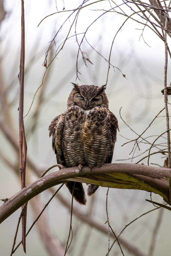 Majestic Owl Perching on Tree Branch in Serene Wilderness
