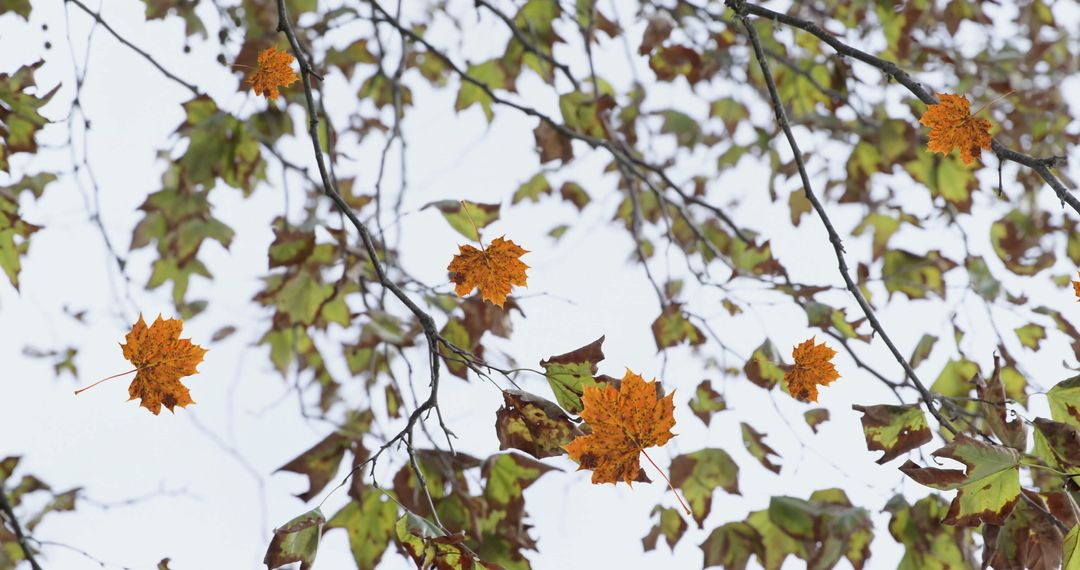 Floating Autumn Leaves Against Sky with Brisk Autumn Breeze