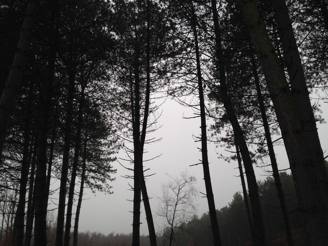 Foggy Forest Pines With Moody Atmosphere - Free Images, Stock Photos and Pictures on Pikwizard.com