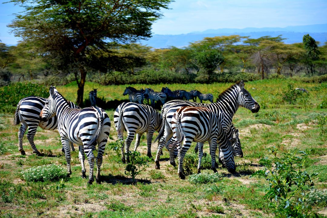 Group of Zebras Grazing in African Savanna - Free Images, Stock Photos and Pictures on Pikwizard.com