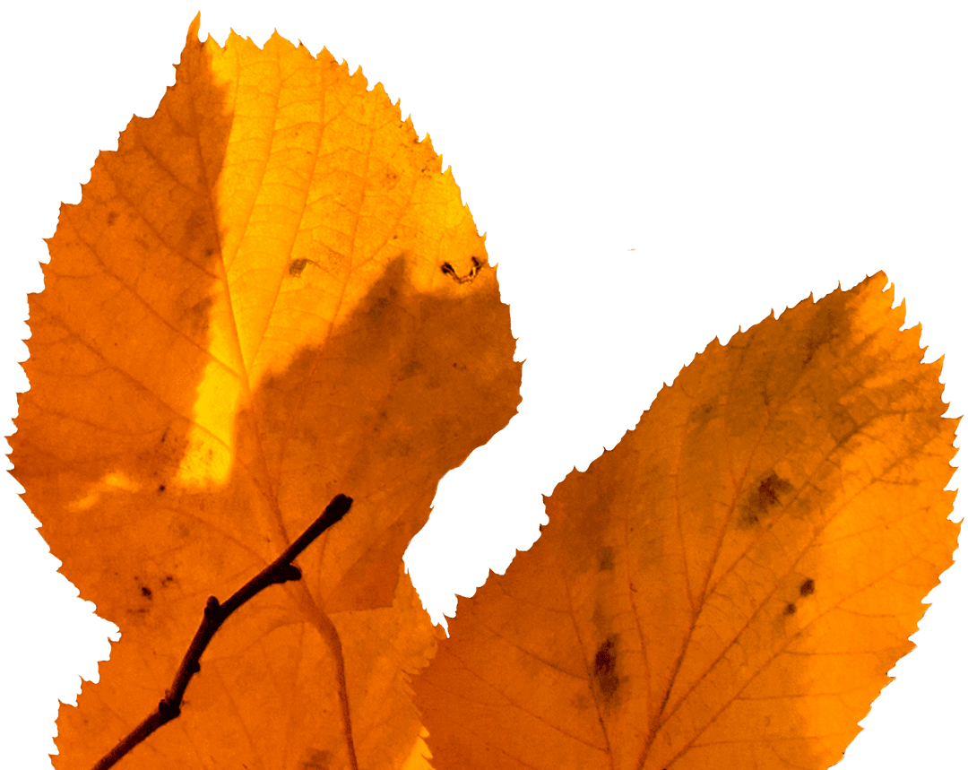 Bright Transparent Autumn Leaves Illumination Vector PNG Design